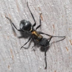 Polyrhachis ornata at Thorneside, QLD - 22 Feb 2023