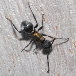 Polyrhachis ornata at Thorneside, QLD - 22 Feb 2023 11:36 AM