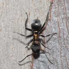 Polyrhachis ornata at Thorneside, QLD - 22 Feb 2023