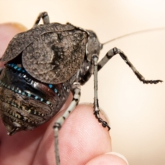 Acripeza reticulata (Mountain Katydid) at Namadgi National Park - 8 Mar 2023 by SWishart