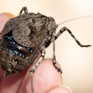 Acripeza reticulata at Cotter River, ACT - 8 Mar 2023 12:22 PM