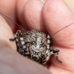 Acripeza reticulata at Cotter River, ACT - 8 Mar 2023 12:22 PM