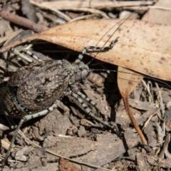 Acripeza reticulata at Cotter River, ACT - 8 Mar 2023 12:22 PM