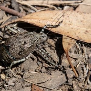 Acripeza reticulata at Cotter River, ACT - 8 Mar 2023 12:22 PM