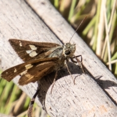 Timoconia flammeata (Bright Shield-skipper) at Cotter River, ACT - 8 Mar 2023 by SWishart