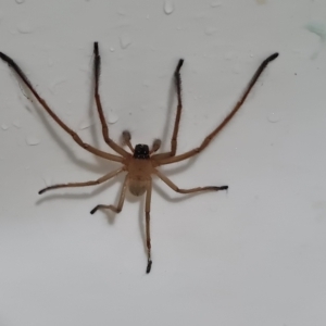 Delena cancerides at Wambrook, NSW - suppressed