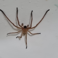 Delena cancerides (Social huntsman spider) at Wambrook, NSW - 8 Mar 2023 by Mike