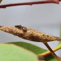 Uraba lugens (Gumleaf Skeletonizer) at Isaacs, ACT - 8 Mar 2023 by Mike
