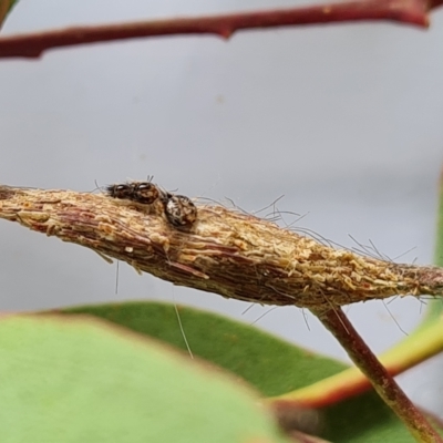 Uraba lugens (Gumleaf Skeletonizer) at Isaacs, ACT - 8 Mar 2023 by Mike