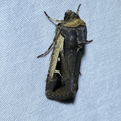 Proteuxoa tortisigna (Streaked Rictonis Moth) at QPRC LGA - 8 Mar 2023 by Steve_Bok