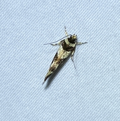 Macrobathra desmotoma ( A Cosmet moth) at Jerrabomberra, NSW - 8 Mar 2023 by SteveBorkowskis