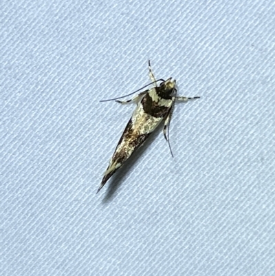 Macrobathra desmotoma ( A Cosmet moth) at QPRC LGA - 8 Mar 2023 by Steve_Bok