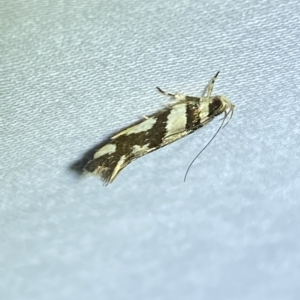 Macrobathra desmotoma at Jerrabomberra, NSW - suppressed