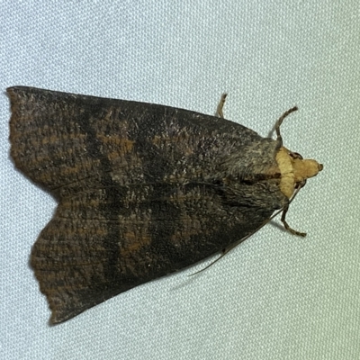 Fisera eribola (Orange-hooded Crest-moth) at QPRC LGA - 8 Mar 2023 by Steve_Bok