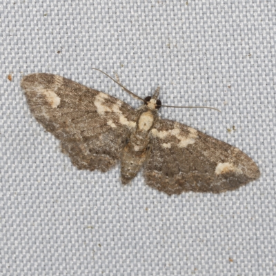 Pasiphilodes testulata (Pome looper) at O'Connor, ACT - 28 Feb 2023 by ibaird