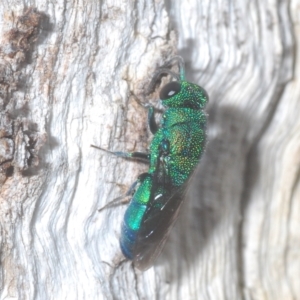 Primeuchroeus sp. (genus) at Throsby, ACT - 5 Mar 2023