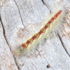 Trichiocercus sparshalli (Sparshall's Moth) at Goorooyarroo NR (ACT) - 5 Mar 2023 by Harrisi