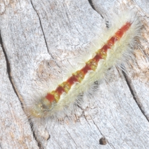 Trichiocercus sparshalli at Throsby, ACT - 5 Mar 2023