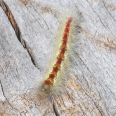 Trichiocercus sparshalli at Throsby, ACT - 5 Mar 2023