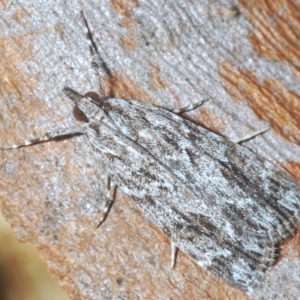 Scoparia (genus) at Throsby, ACT - 5 Mar 2023 03:47 PM