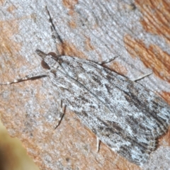Scoparia (genus) (Unidentified Scoparia moths) at Goorooyarroo NR (ACT) - 5 Mar 2023 by Harrisi