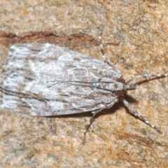 Scoparia (genus) at Throsby, ACT - 5 Mar 2023 03:47 PM