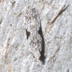 Anarsia molybdota (Wattle Shoot Moth) at Goorooyarroo NR (ACT) - 5 Mar 2023 by Harrisi