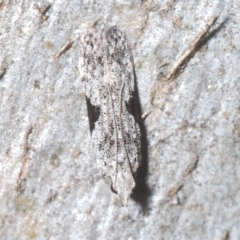 Anarsia molybdota (Wattle Shoot Moth) at Throsby, ACT - 5 Mar 2023 by Harrisi