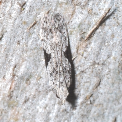Anarsia molybdota (Wattle Shoot Moth) at Goorooyarroo NR (ACT) - 5 Mar 2023 by Harrisi