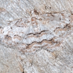 Didymoctenia exsuperata (Thick-lined Bark Moth) at Goorooyarroo NR (ACT) - 5 Mar 2023 by Harrisi