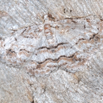 Didymoctenia exsuperata (Thick-lined Bark Moth) at Throsby, ACT - 5 Mar 2023 by Harrisi