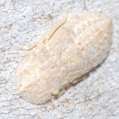 Ledromorpha planirostris (A leafhopper) at Throsby, ACT - 5 Mar 2023 by Harrisi