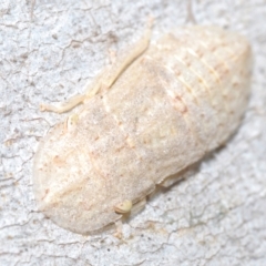 Ledromorpha planirostris (A leafhopper) at Goorooyarroo NR (ACT) - 5 Mar 2023 by Harrisi