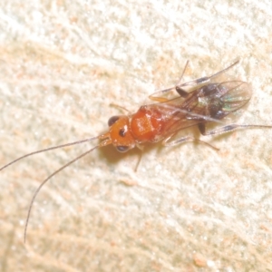 Braconidae (family) at Throsby, ACT - 5 Mar 2023 04:22 PM