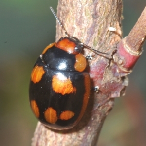 Paropsisterna beata at Throsby, ACT - 5 Mar 2023 04:17 PM