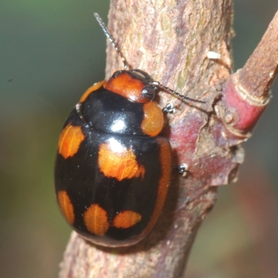 Paropsisterna beata (Blessed Leaf Beetle) at Throsby, ACT - 5 Mar 2023 by Harrisi