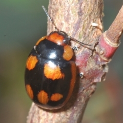 Paropsisterna beata (Blessed Leaf Beetle) at Goorooyarroo NR (ACT) - 5 Mar 2023 by Harrisi