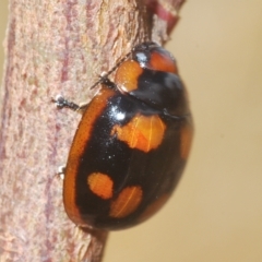 Paropsisterna beata at Throsby, ACT - 5 Mar 2023