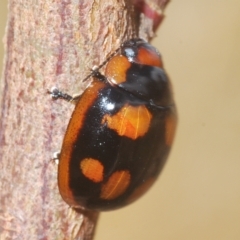 Paropsisterna beata at Throsby, ACT - 5 Mar 2023 04:17 PM