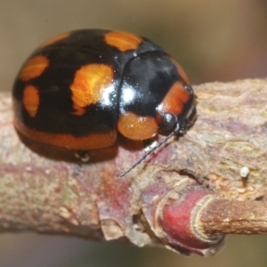 Paropsisterna beata at Throsby, ACT - 5 Mar 2023 04:17 PM