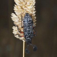 Rhipicera femorata (Feather-horned beetle) at Throsby, ACT - 5 Mar 2023 by Harrisi