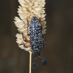 Rhipicera (Agathorhipis) femorata (Feather-horned beetle) at Goorooyarroo NR (ACT) - 5 Mar 2023 by Harrisi