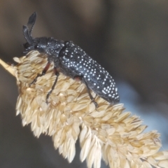 Rhipicera (Agathorhipis) femorata at Throsby, ACT - 5 Mar 2023 03:59 PM