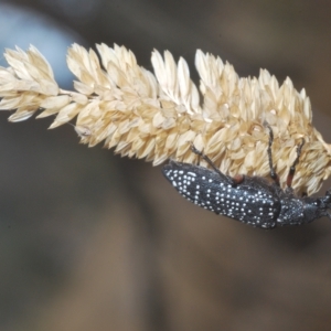 Rhipicera (Agathorhipis) femorata at Throsby, ACT - 5 Mar 2023