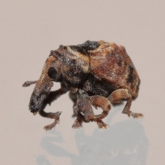 Unidentified Weevil (Curculionoidea) at Wellington Point, QLD - 24 Feb 2023 by TimL