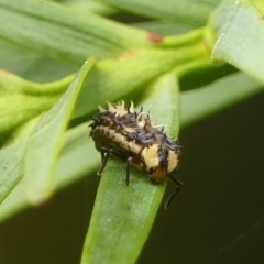 Harmonia testudinaria (Tortoise-shelled ladybird) at Braemar - 28 Feb 2023 by Curiosity