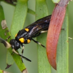 Pterygophorus cinctus (Bottlebrush sawfly) at Braemar, NSW - 1 Mar 2023 by Curiosity