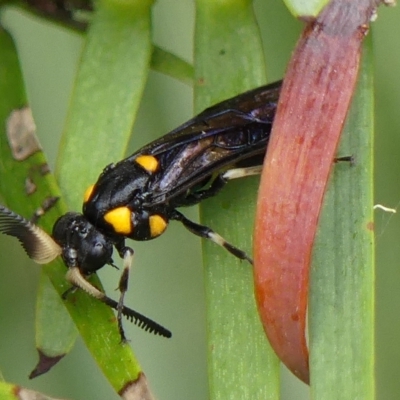 Pterygophorus cinctus (Bottlebrush sawfly) at Wingecarribee Local Government Area - 28 Feb 2023 by Curiosity