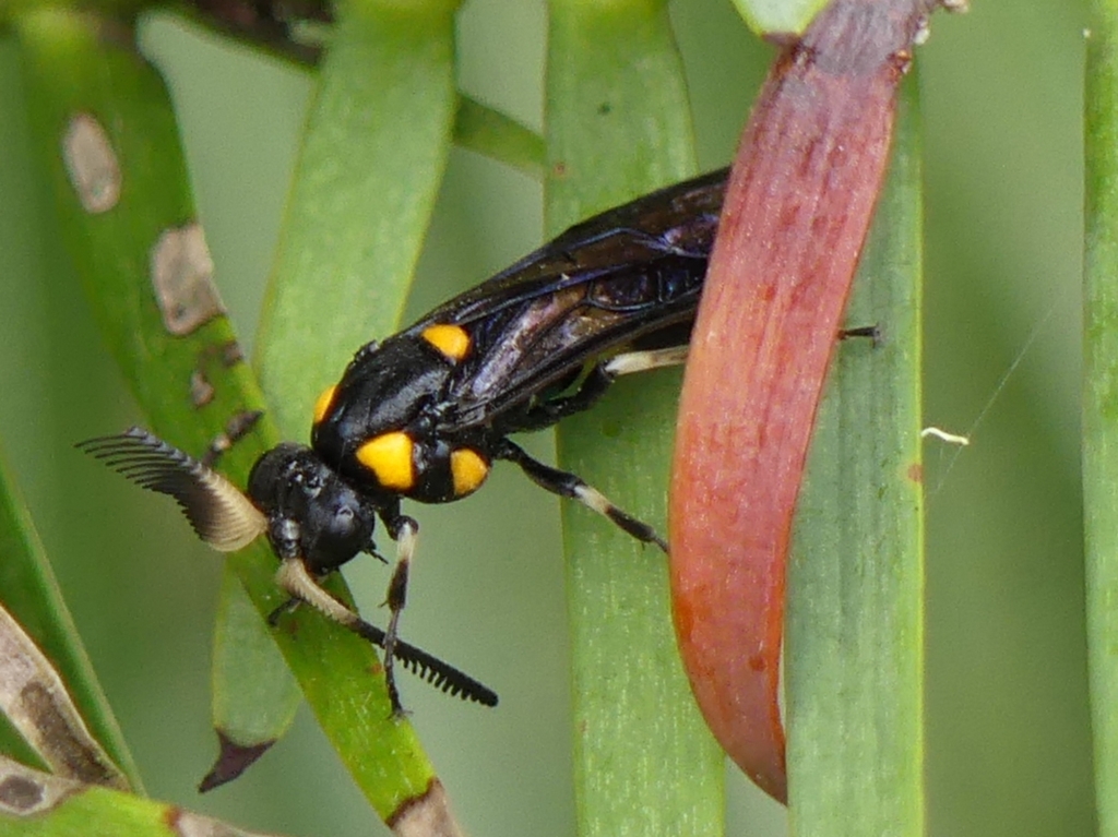 Pterygophorus cinctus at Braemar, NSW - 1 Mar 2023