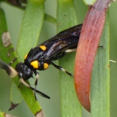 Pterygophorus cinctus (Bottlebrush sawfly) at Braemar - 28 Feb 2023 by Curiosity